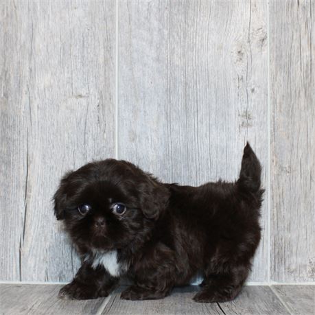 26198-04 Shih Tzu