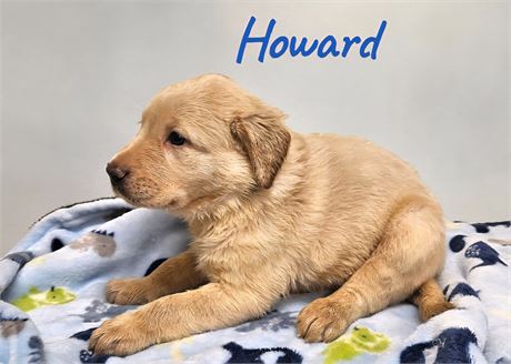 AKC Male Yellow Lab