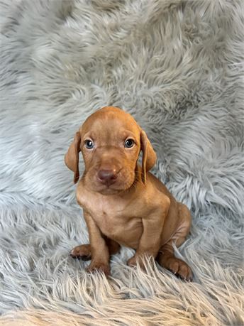 Vizsla