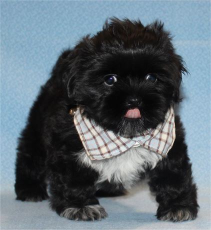 Bouncy Black Shih  Tzu Male