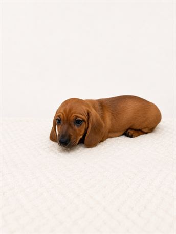 Male Dachshund