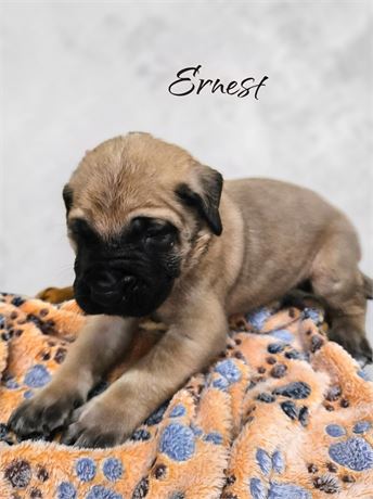 AKC Male English Mastiff