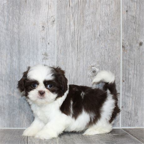 26198-01 Shih Tzu