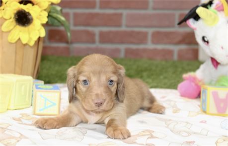 CREAM FEMALE 179