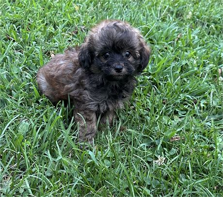 Baby Pomapoo2