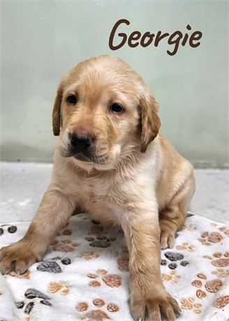 AKC Male Yellow Lab