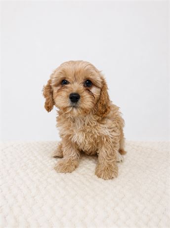 Female CavaChon