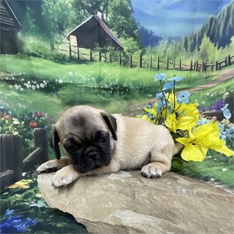 Pug Male “Jack”