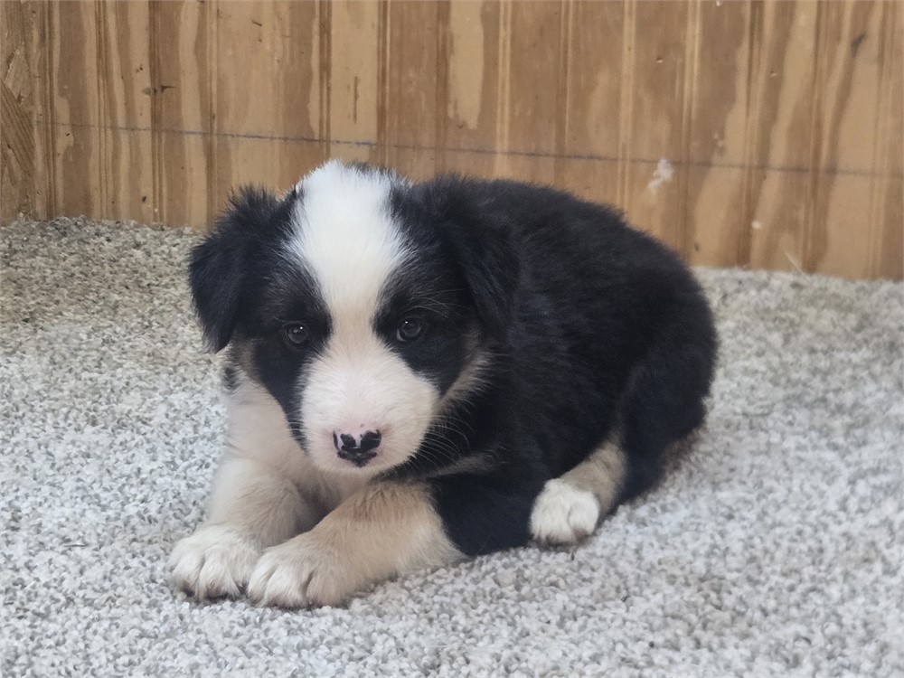 Nice border collie pups