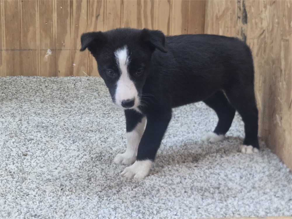 Nice border collie pups