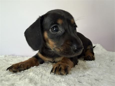 Mini Dachshund 2774