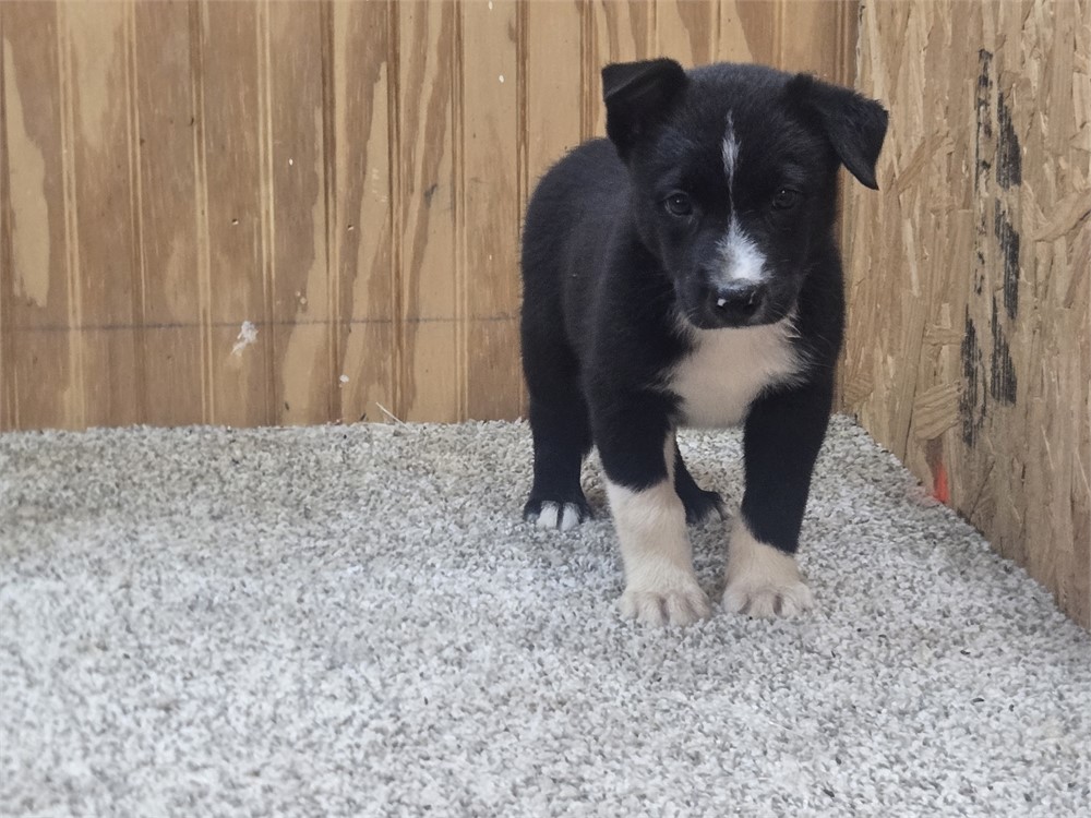 Nice border collie pups
