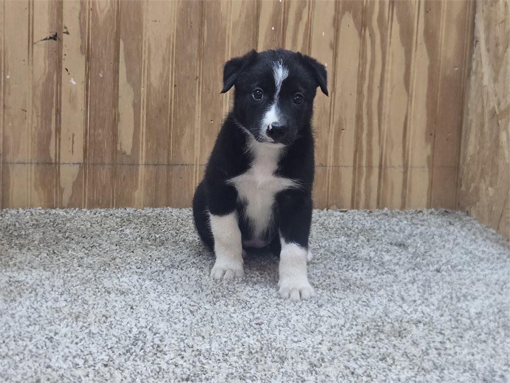 Nice border collie pups