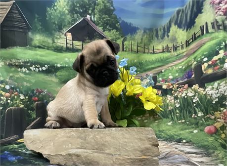 Pug Male “Jake”