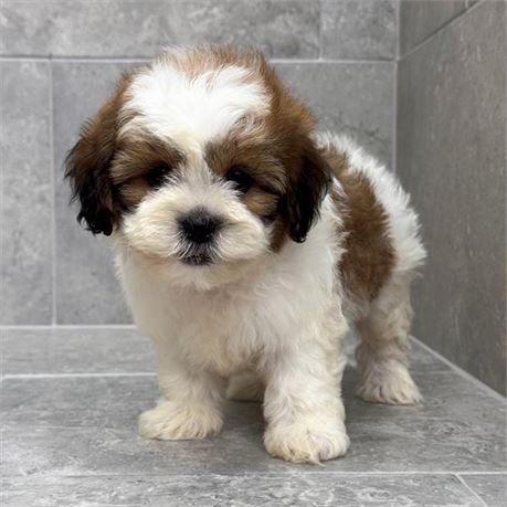 Shihpoo 26294-03