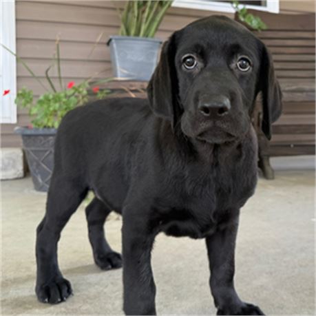 AKC Champion Bloodline English Labrador - Misty - Entertaining OFFERS