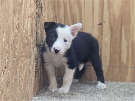 Nice border collie pups