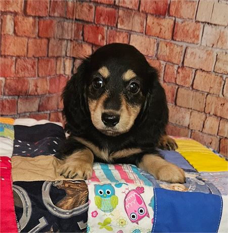 ACA -Mini Dachshund - #6513