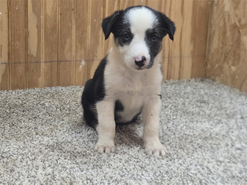 Nice border collie pups
