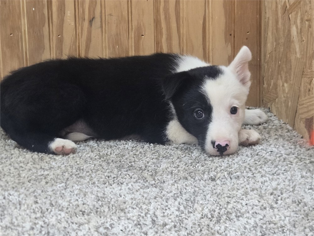 Nice border collie pups
