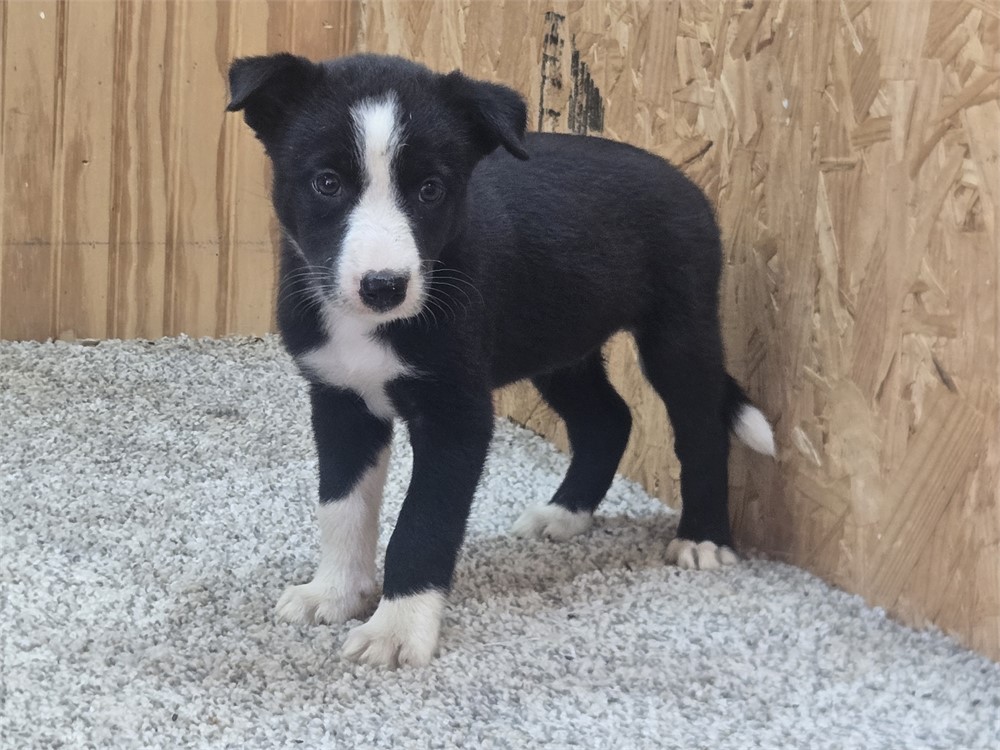 Nice border collie pups