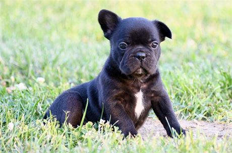 Onyx - Adorable AKC Black Male French Bulldog