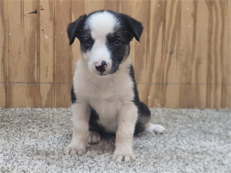 Nice border collie pups