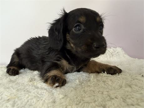 Mini Dachshund 2779