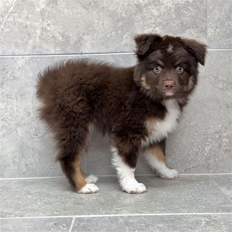 Toy Aussie 26297-02