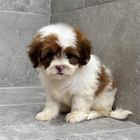 Shihpoo 26294-02