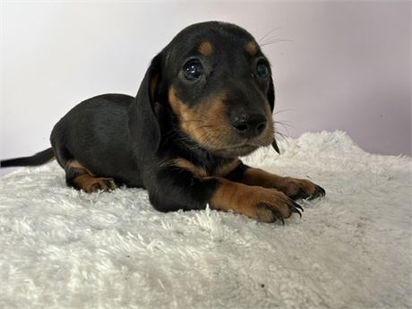Mini Dachshund 2765