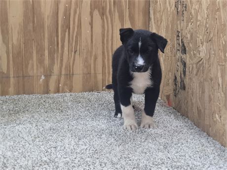 Nice border collie pups