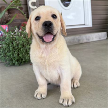 AKC English Labrador - Nixon