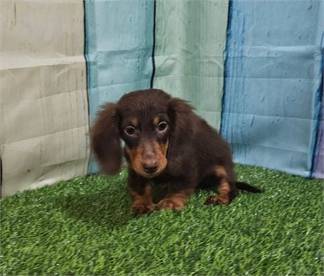 Super Cute - 6508