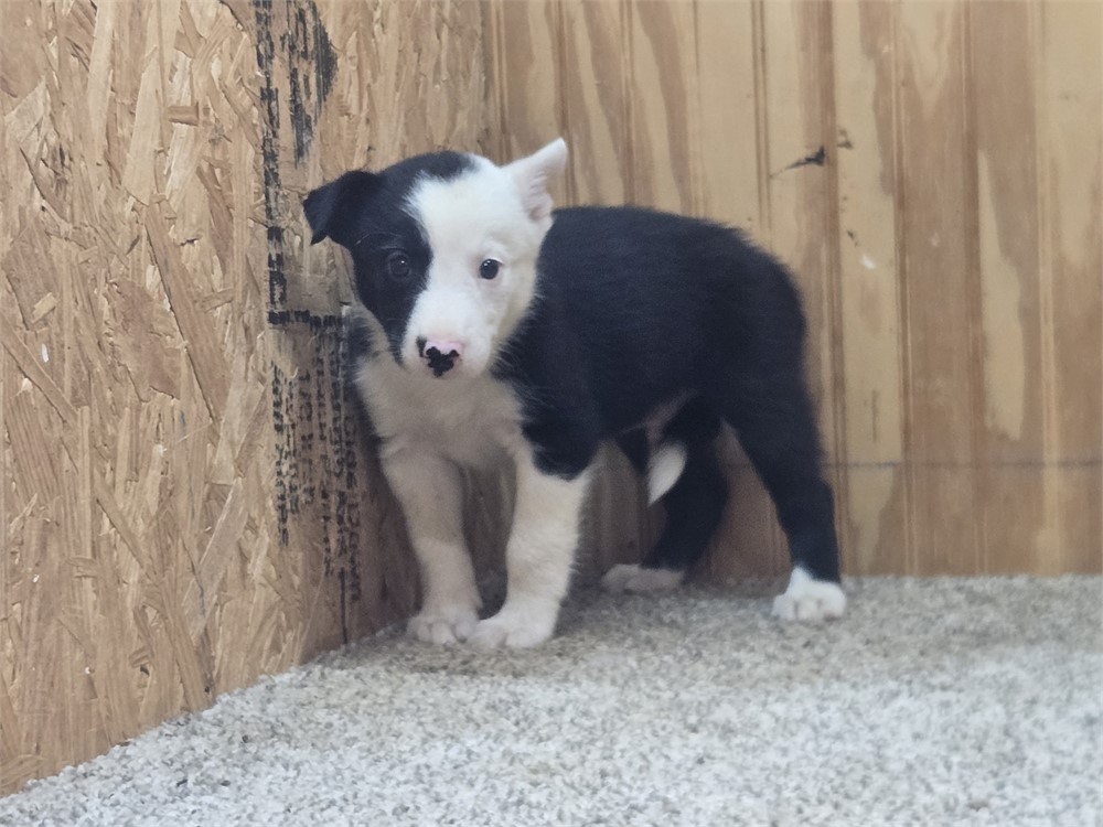 Nice border collie pups