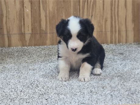 Nice border collie pups