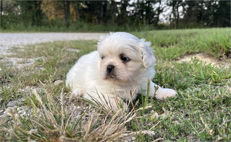 Female Pekingese (APRI) Updated Photos