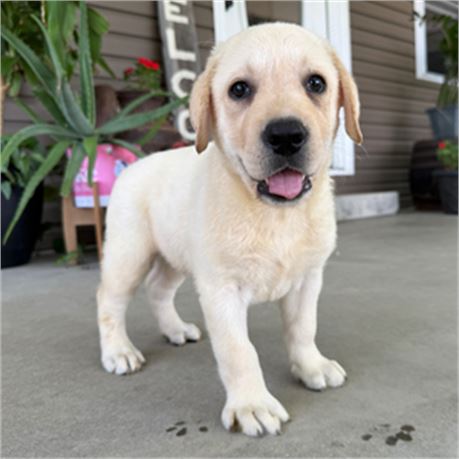 AKC English Labrador - Noble