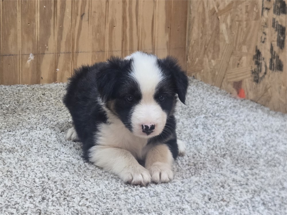 Nice border collie pups