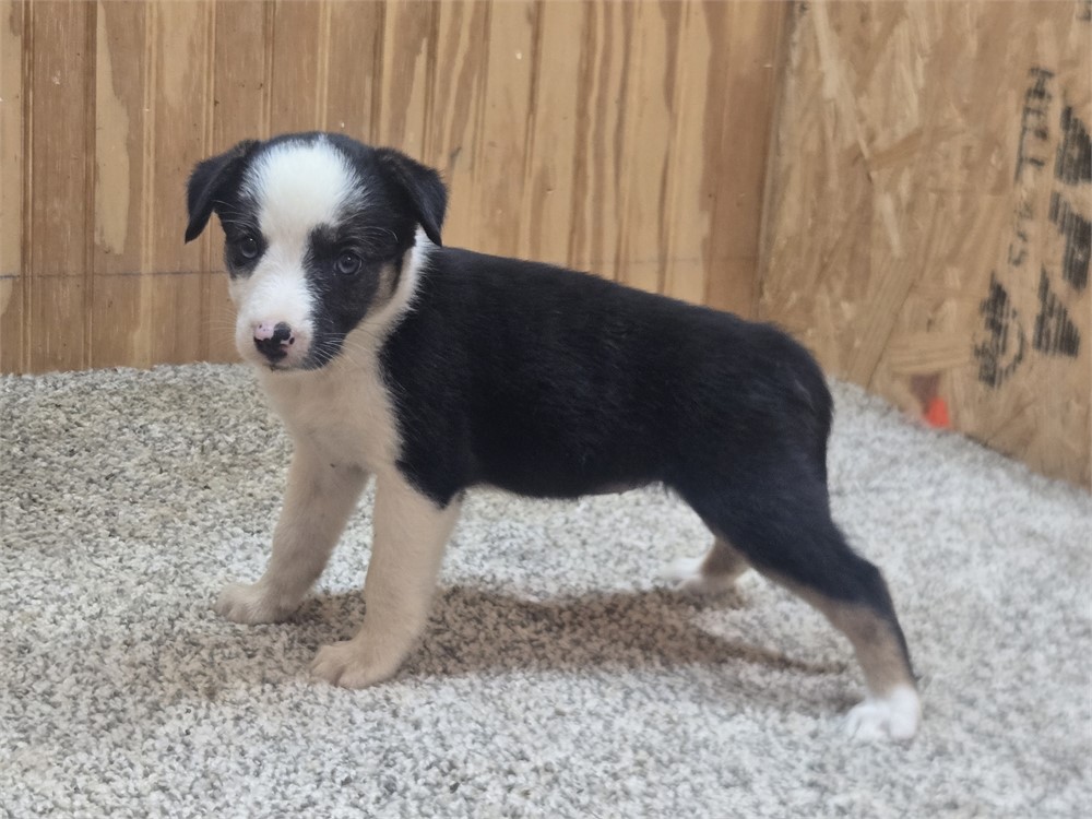Nice border collie pups