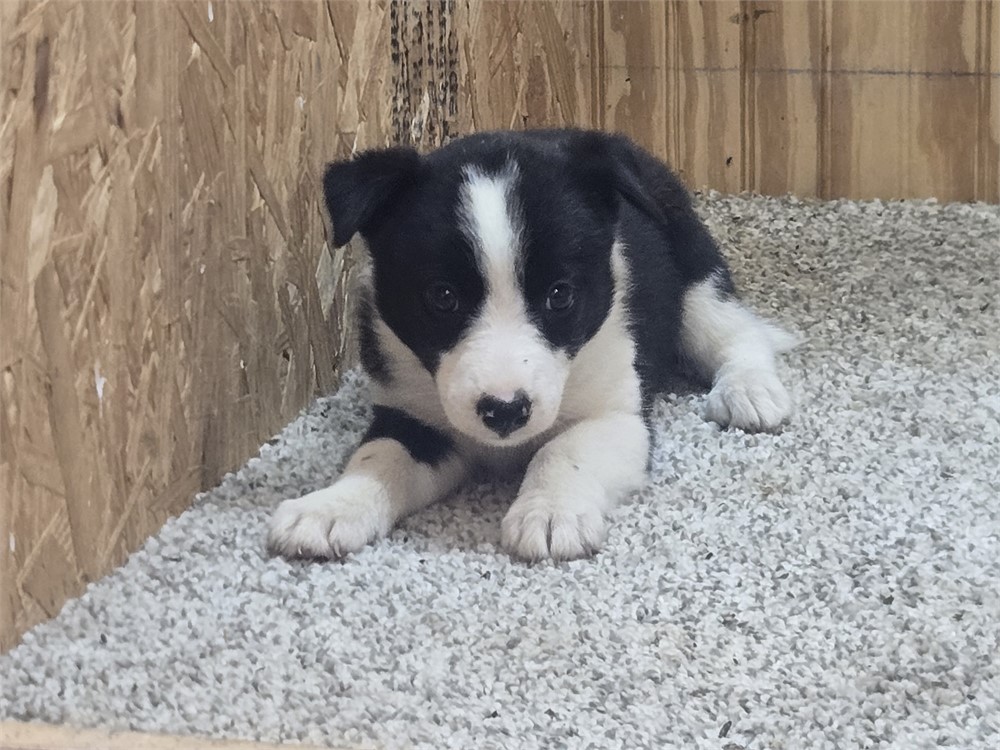 Nice border collie pups