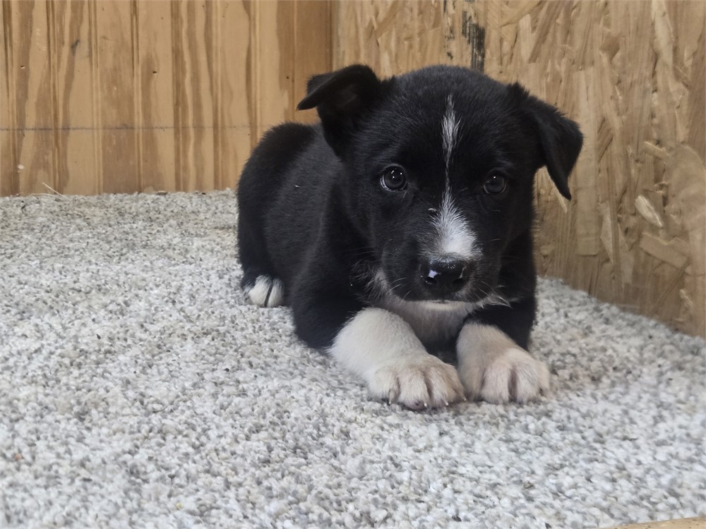 Nice border collie pups