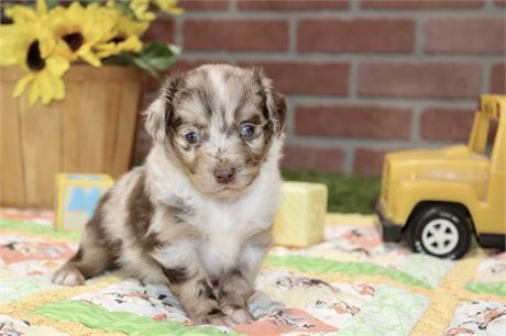 TOY AUSSIEDOODLE CHOC MERLE MALE 205