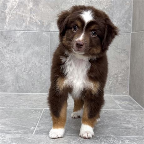 Toy Aussie 26297-03