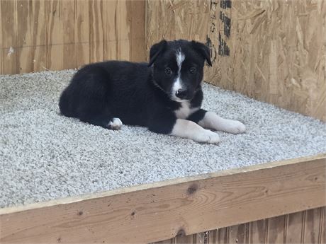 Nice border collie pups