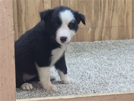 Nice border collie pups