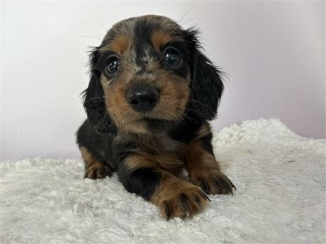 Mini Dachshund 2773