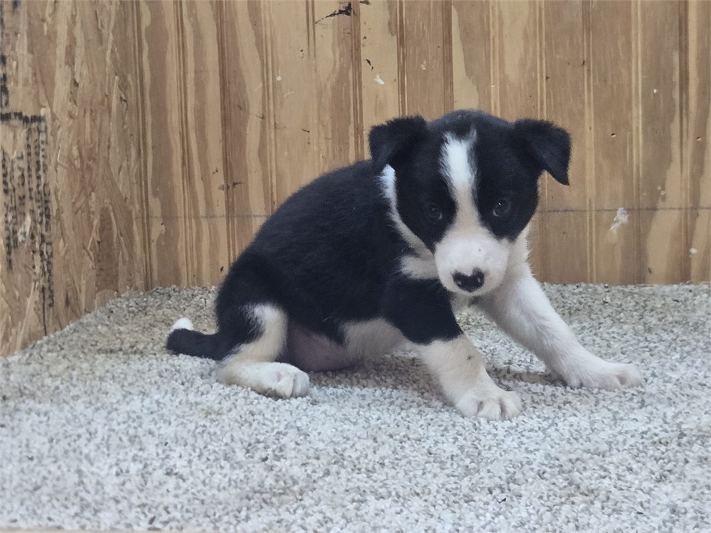 Nice border collie pups