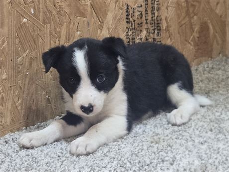 Nice border collie pups