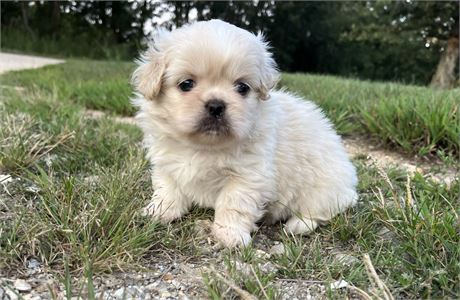 Female Pekingese (APRI)